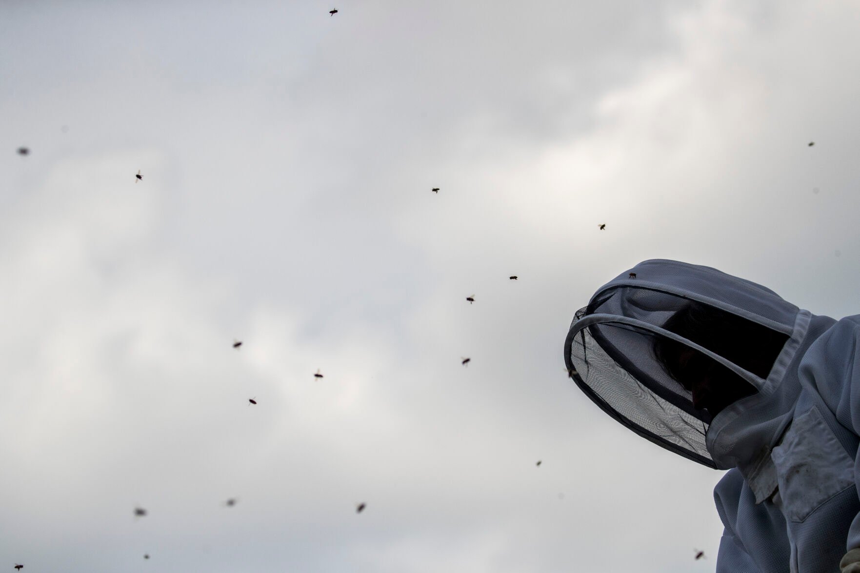 Virus Outbreak Washington Beekeepers